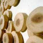 Cedar Wood Tree Branch Slices 150 Piece Wholesale..